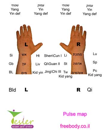 Pulse map in Traditional Chinese Medicine